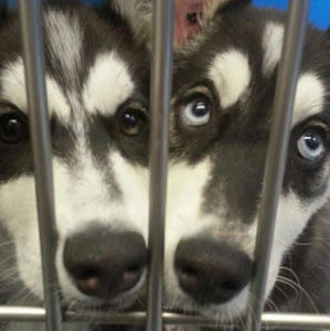 Meet your Posher, Alexa